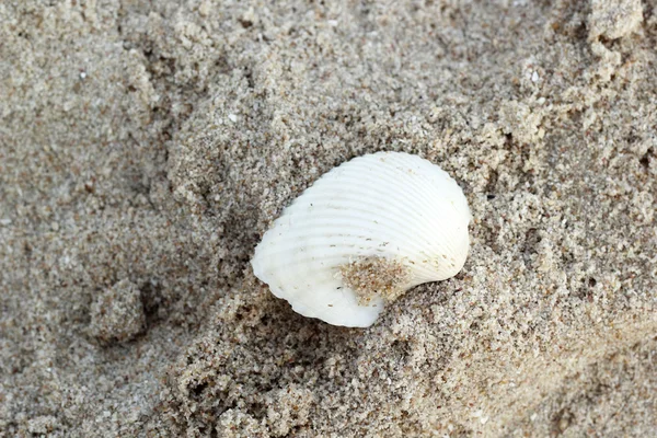 Shell on the sand beach. — Stock Photo, Image