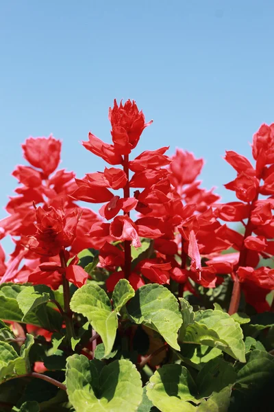 Red flower with blue sky — Stock Photo, Image