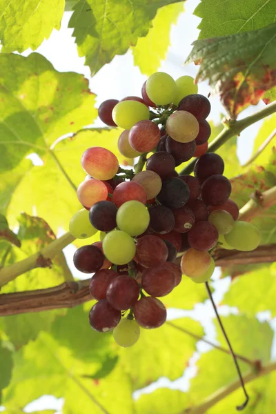 Fresh grapes in the vineyard — Stock Photo, Image