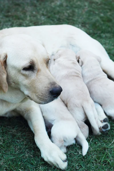 Labrador-Welpen saugen Milch aus Mutterhund-Brust. — Stockfoto