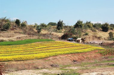 Manzaralı doğal güzelliği ile sarı bir çiçek.