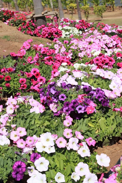 정원에 있는 아름다운 색깔의 꽃들. — 스톡 사진