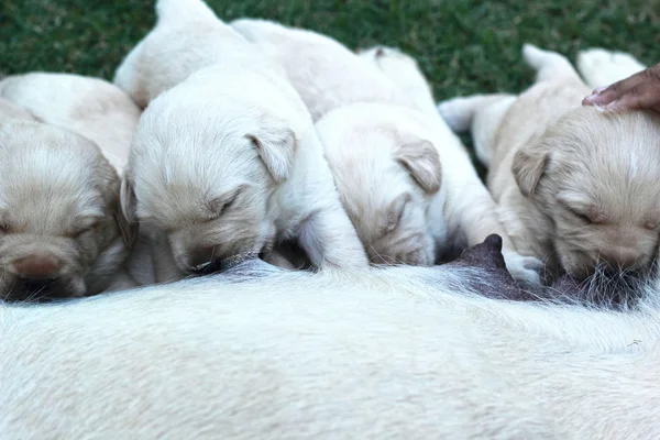 Süt anne köpek meme emme labrador yavruları. — Stok fotoğraf