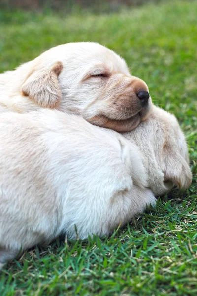 Filhotes labrador adormecidos na grama verde - três semanas de idade . — Fotografia de Stock