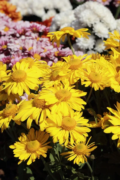 Gerbera blommorna i trädgården — Stockfoto