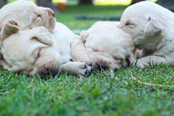 Sova labrador valpar på grönt gräs - tre veckor gamla. — Stockfoto