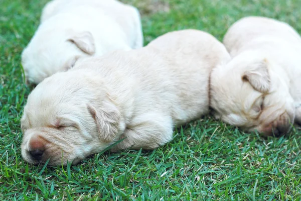 Filhotes labrador adormecidos na grama verde - três semanas de idade . — Fotografia de Stock