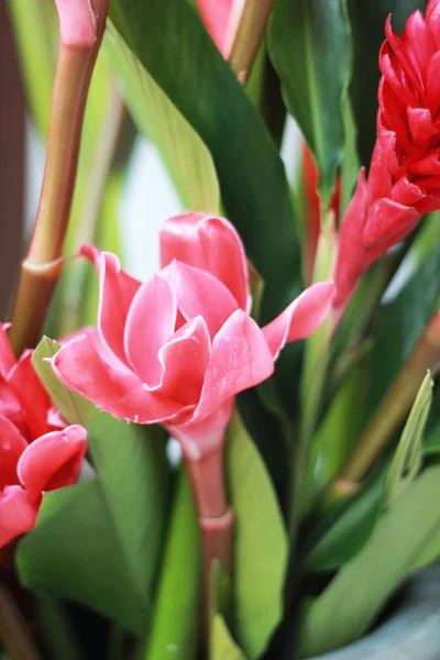 Galangal rode bloemen in de natuur — Stockfoto