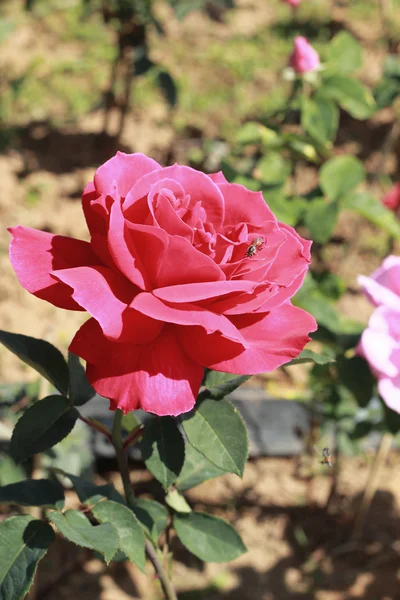 Rosa rossa in giardino — Foto Stock