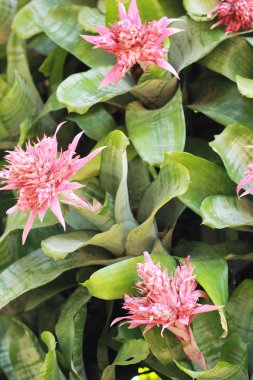 Doğada Bromeliad çiçekleri