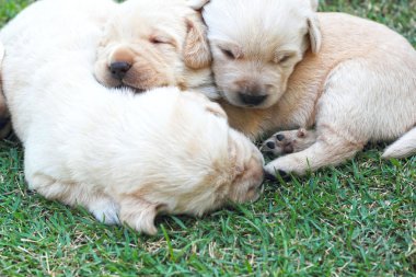 Labrador yavru yeşil çimen - üç haftalık uyku.