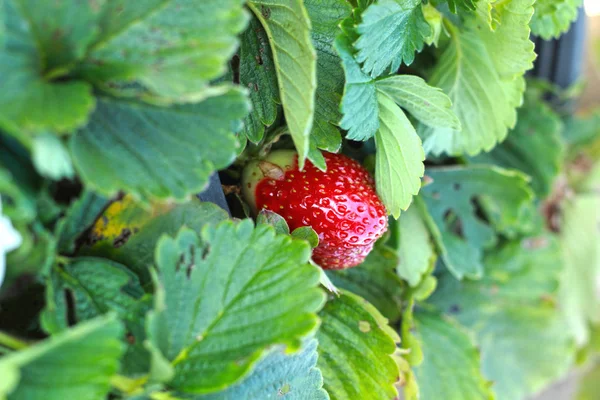 Frische Erdbeeren im Garten — Stockfoto