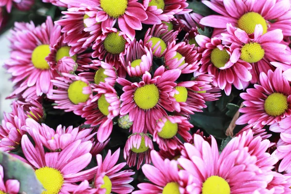 Pink gerbera flowers in the garden — Stock Photo, Image