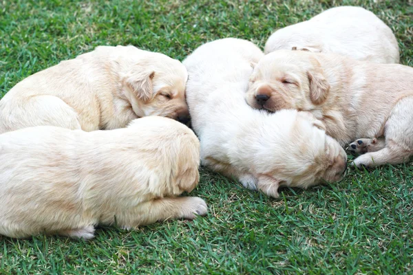 Sleeping labrador puppies on green grass - three weeks old. — Stock Photo, Image