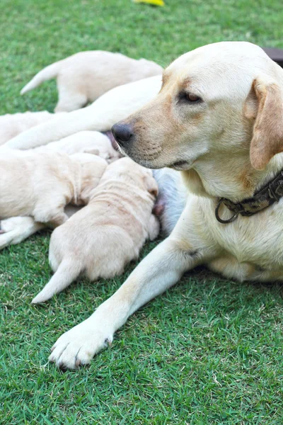 Süt anne köpek meme emme labrador yavruları. — Stok fotoğraf