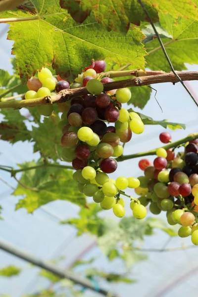 Fresh grapes in the vineyard — Stock Photo, Image