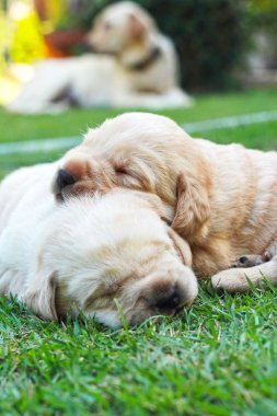 Labrador yavru yeşil çimen - üç haftalık uyku.