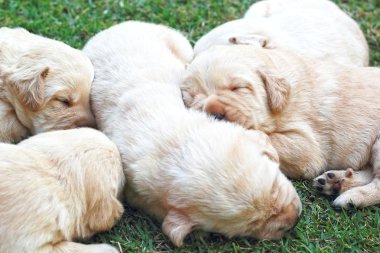 Labrador yavru yeşil çimen - üç haftalık uyku.