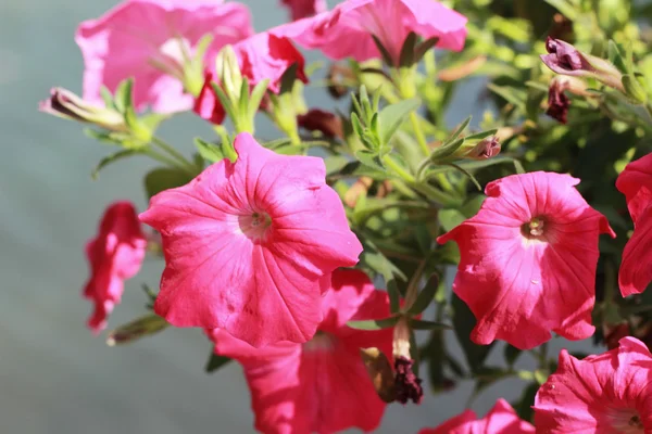 Petunior blomma i trädgården — Stockfoto