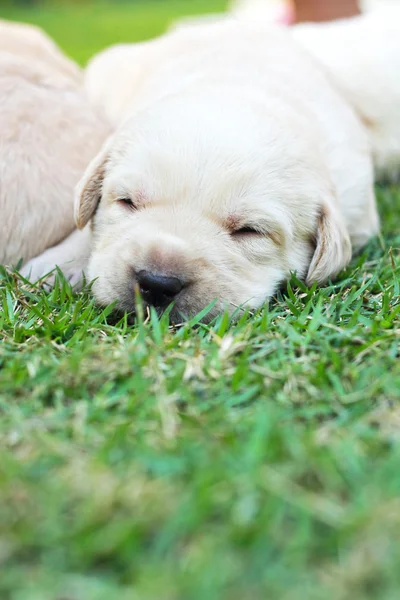 Sova labrador valpar på grönt gräs - tre veckor gamla. — Stockfoto