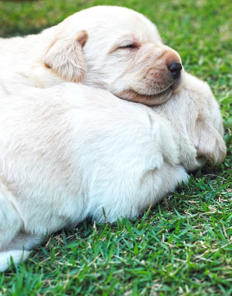 Sleeping labrador puppies on green grass - three weeks old. — Stock Photo, Image