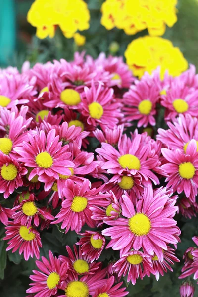 Roze gerbera bloemen in de tuin — Stockfoto