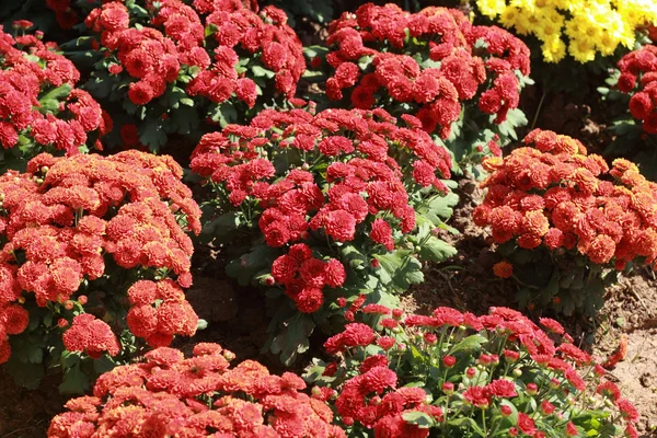 Daisy flowers - red flowers in the garden