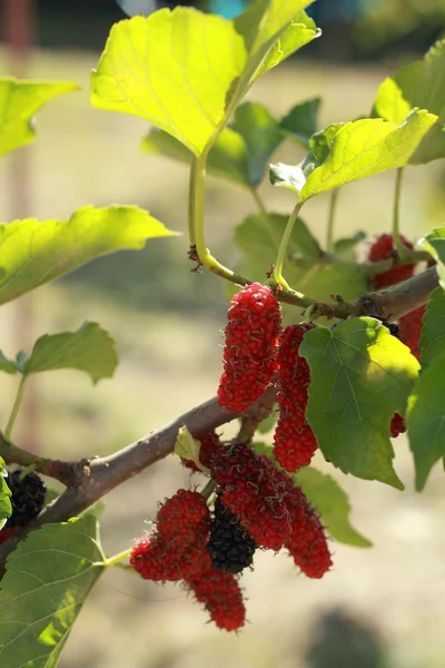 Mulberry fruit in the garden — Stock Photo, Image