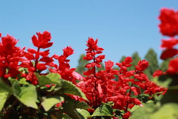 Fiore rosso con cielo blu — Foto Stock