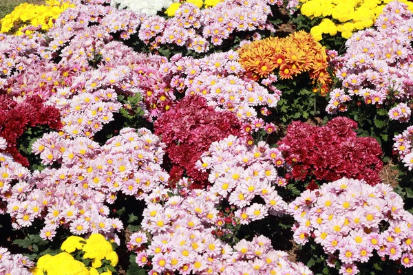 Gerbera virágokat a kertben — Stock Fotó