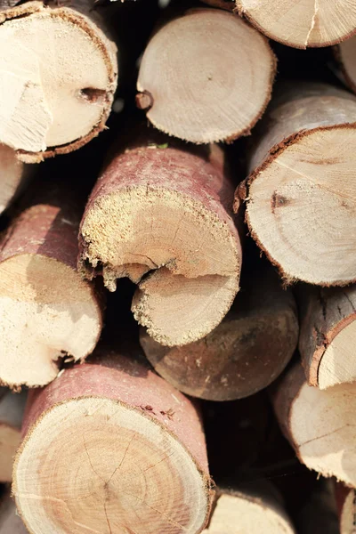 Högen av pine wood bakgrundsstruktur — Stockfoto