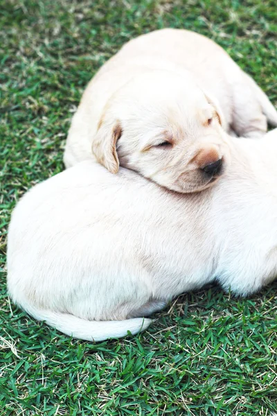 Sleeping labrador puppies on green grass - three weeks old. — Stock Photo, Image