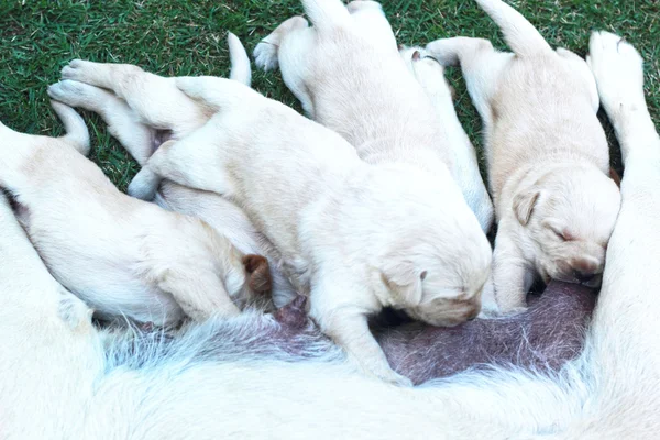 Labrador valpar suga mjölk från mamma hund bröst. — Stockfoto