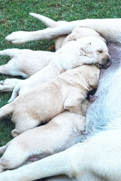 Λαμπραντόρ κουτάβια πιπίλισμα του γάλακτος από το στήθος της μητέρας σκυλί. — Φωτογραφία Αρχείου
