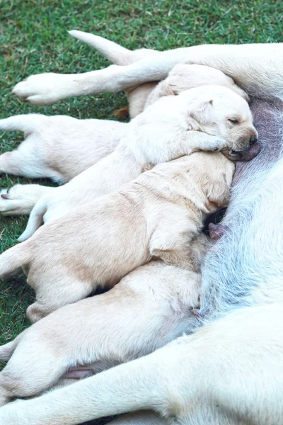 Süt anne köpek meme emme labrador yavruları. — Stok fotoğraf