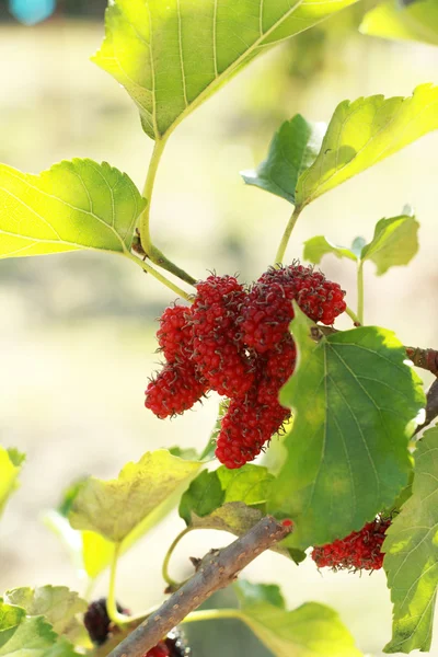 Amoreira fruta no jardim — Fotografia de Stock