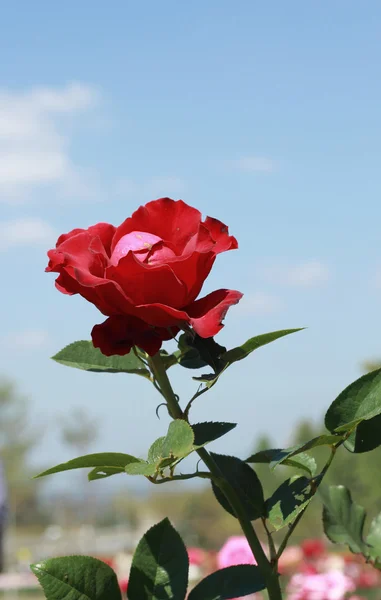 Rosa rossa in giardino — Foto Stock