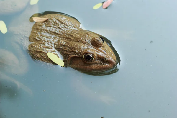 自然の池でカエル. — ストック写真