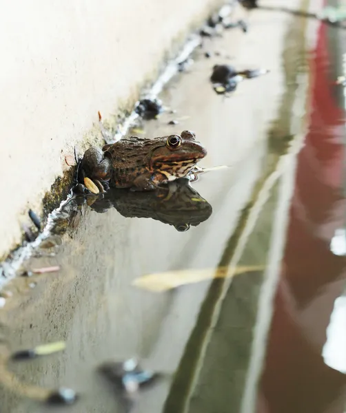 Kikker in een vijver met de natuur. — Stockfoto