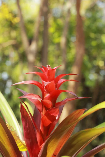 Bromeliad flowers in the nature — Stock Photo, Image