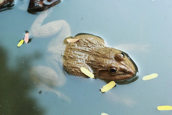 Grenouille dans un étang avec la nature . — Photo