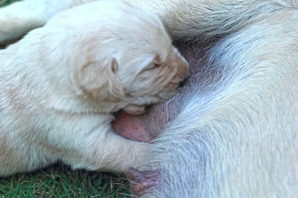Labrador-Welpen saugen Milch aus Mutterhund-Brust. — Stockfoto