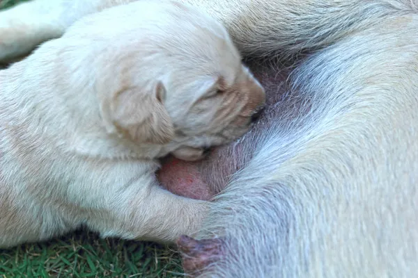 Labrador štěňata sát mléko z prsu matky psa. — Stock fotografie