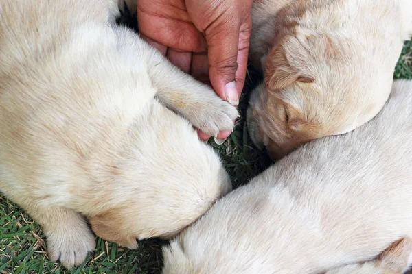 Mango de pie labrador cachorros - tres semanas de edad . —  Fotos de Stock