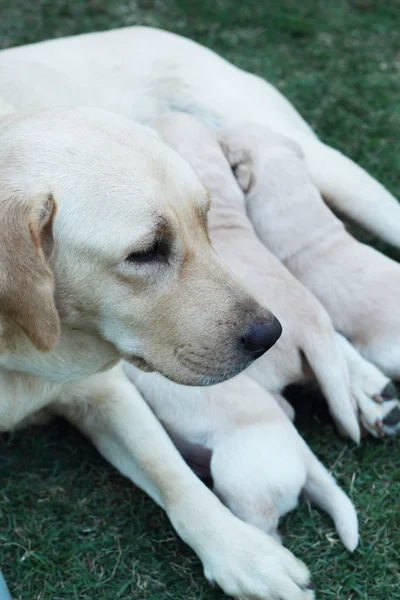 Labrador cachorros chupando leche de mama madre perro . —  Fotos de Stock