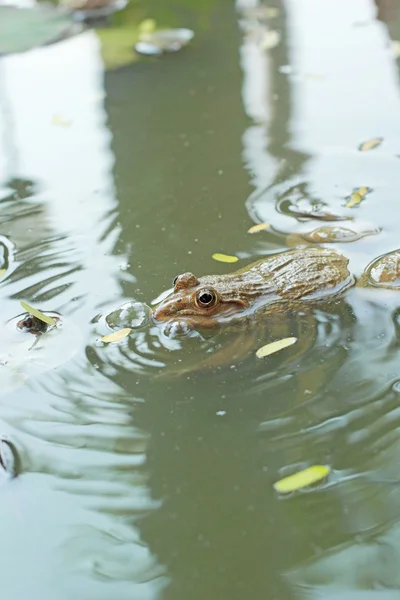 自然の池でカエル. — ストック写真