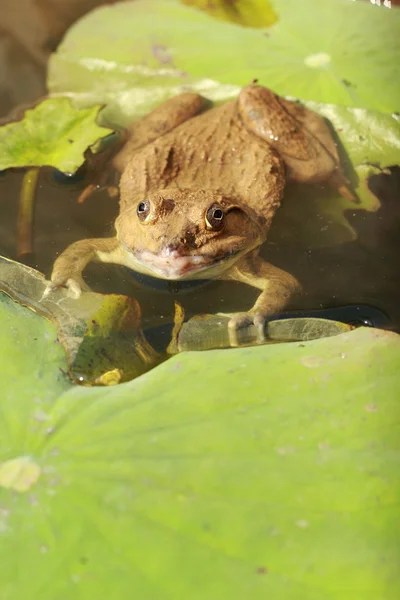 Żaba w stawie z natury. — Zdjęcie stockowe