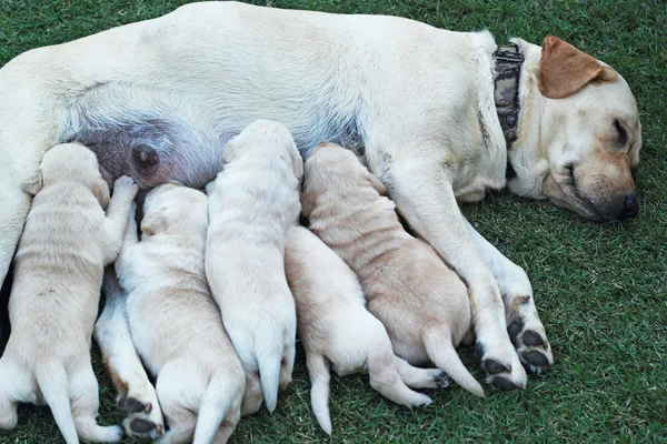 Süt anne köpek meme emme labrador yavruları. — Stok fotoğraf