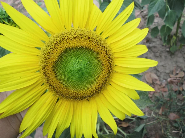 Поле квітучих соняшників влітку — стокове фото