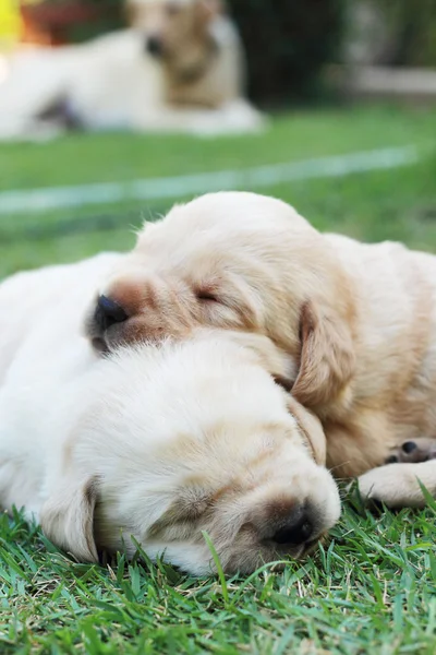 Sleeping labrador puppies on green grass - three weeks old. Stock Photo